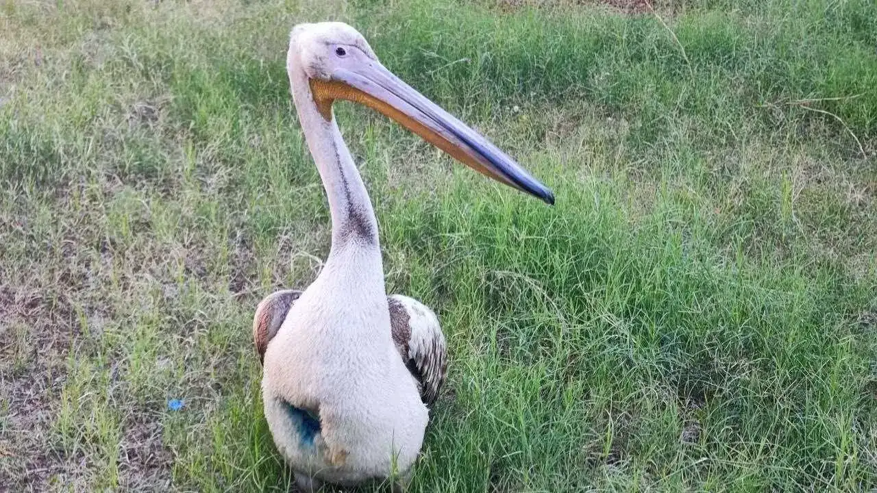 Adana’da Yaralı Pelikanın Tek Güvendiği Kişi Bakıcısı! 4